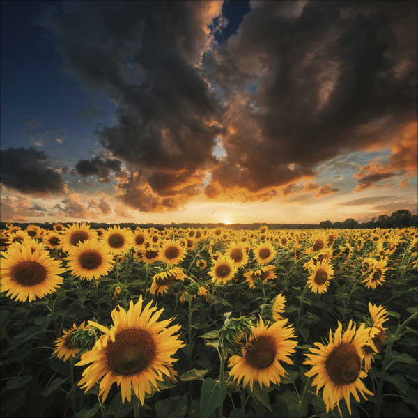 Weitere Ansicht: Sunsets 2027