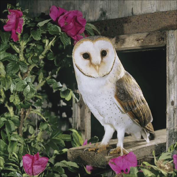 Weitere Ansicht: Eulen 2027