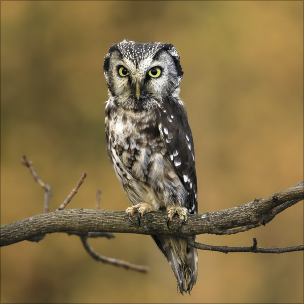 Weitere Ansicht: Eulen 2027