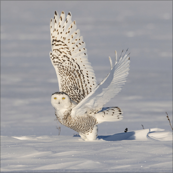 Weitere Ansicht: Eulen 2027