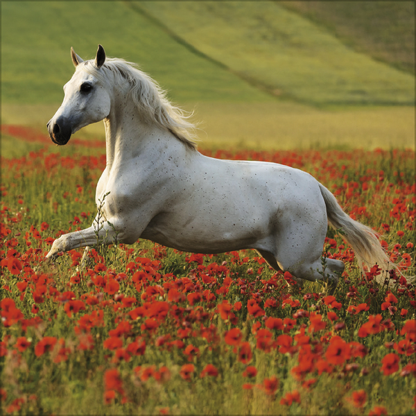 Weitere Ansicht: Horses 2027