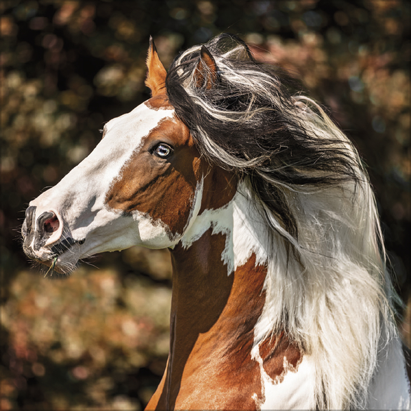 Weitere Ansicht: Horses 2027