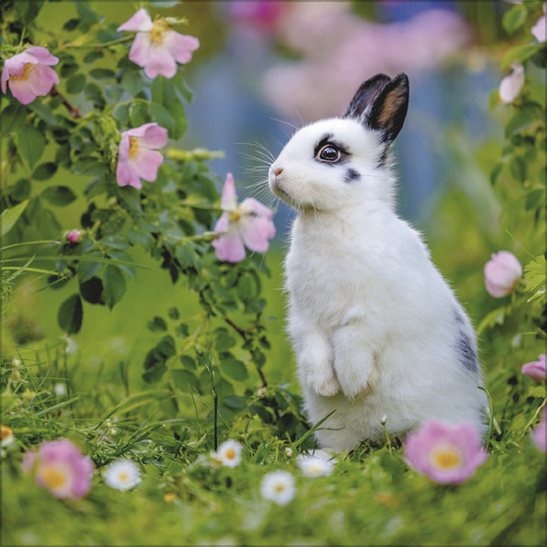 Weitere Ansicht: Kaninchen 2027