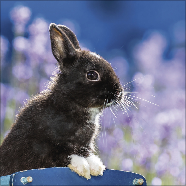 Weitere Ansicht: Kaninchen 2027