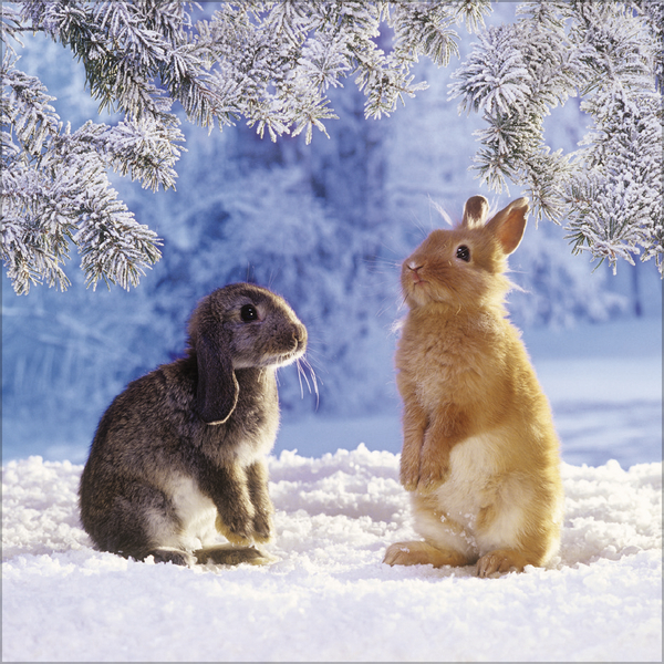 Weitere Ansicht: Kaninchen 2027