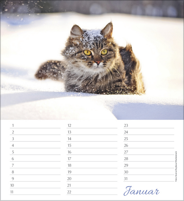 Weitere Ansicht: Geburtstagskalender Katzen
