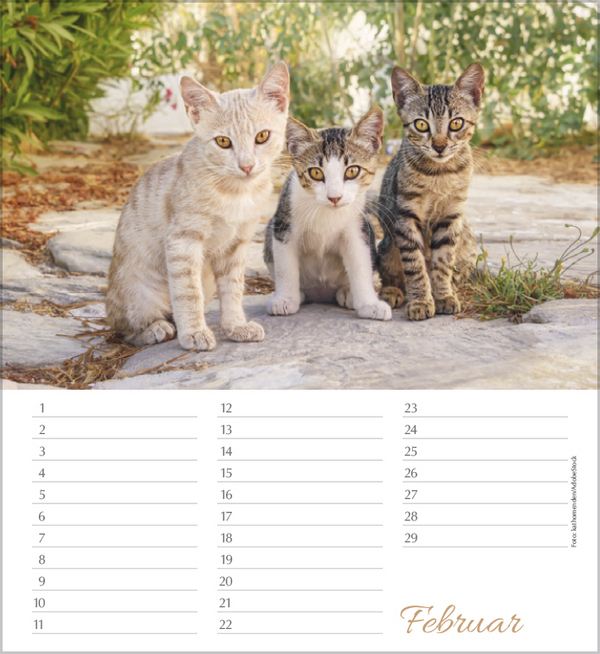 Weitere Ansicht: Geburtstagskalender Katzen