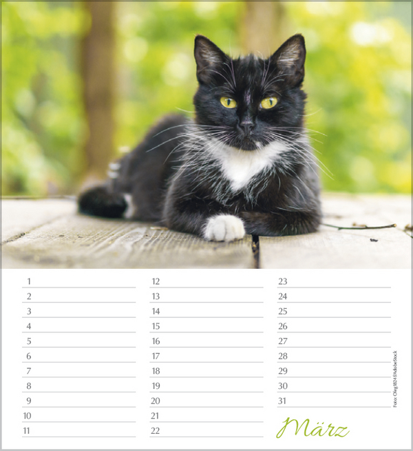 Weitere Ansicht: Geburtstagskalender Katzen