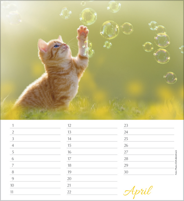 Weitere Ansicht: Geburtstagskalender Katzen
