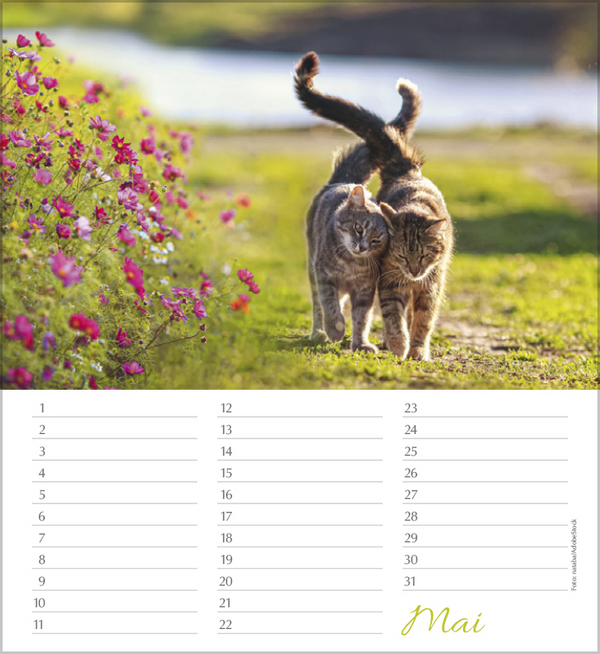 Weitere Ansicht: Geburtstagskalender Katzen