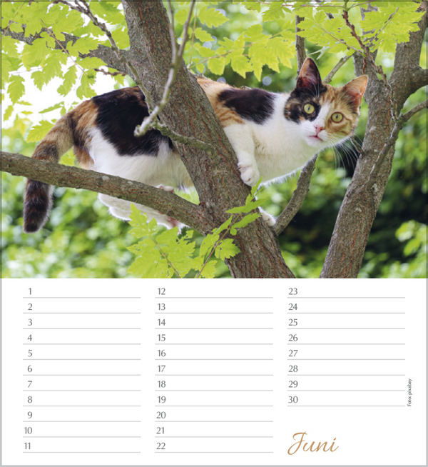 Weitere Ansicht: Geburtstagskalender Katzen