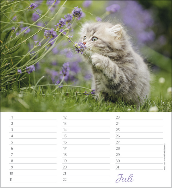 Weitere Ansicht: Geburtstagskalender Katzen