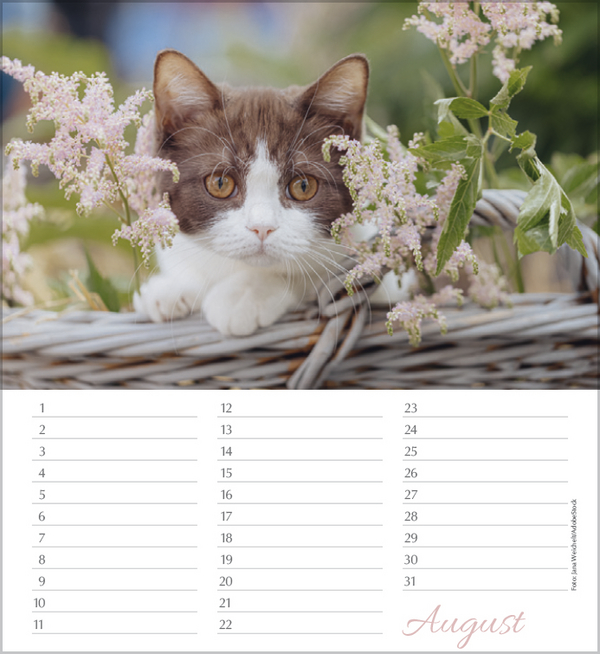 Weitere Ansicht: Geburtstagskalender Katzen