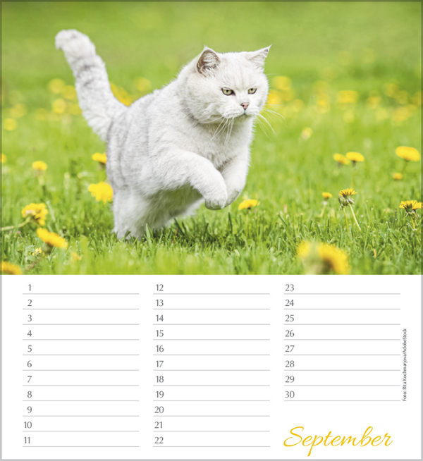 Weitere Ansicht: Geburtstagskalender Katzen