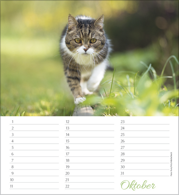 Weitere Ansicht: Geburtstagskalender Katzen
