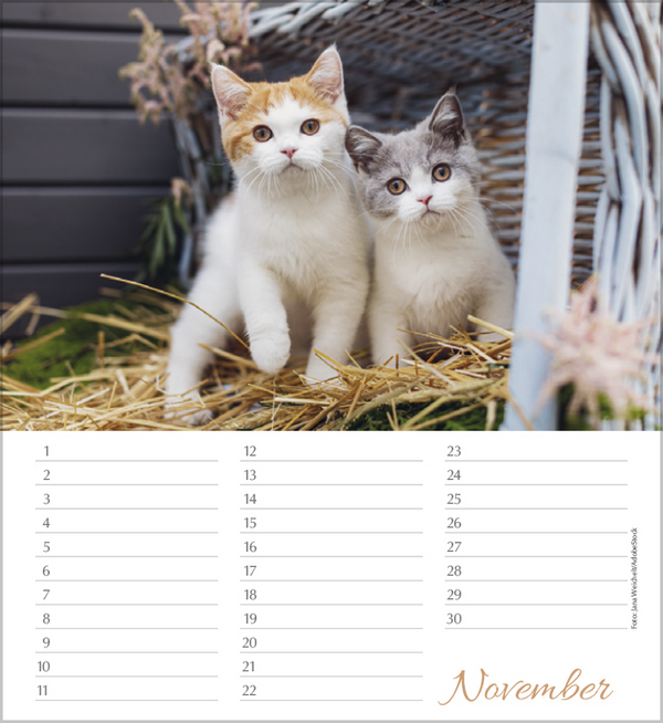 Weitere Ansicht: Geburtstagskalender Katzen