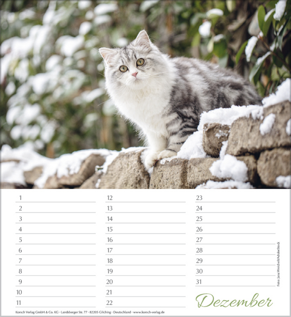Weitere Ansicht: Geburtstagskalender Katzen