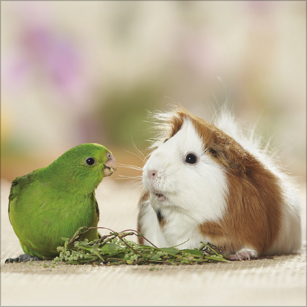 Weitere Ansicht: Tierfreundschaften - Familientimer 2027