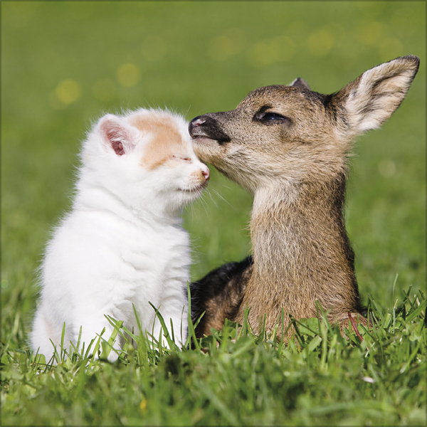 Weitere Ansicht: Tierfreundschaften - Familientimer 2027