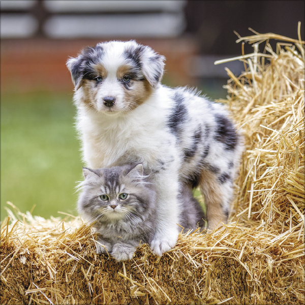 Weitere Ansicht: Tierfreundschaften - Familientimer 2027