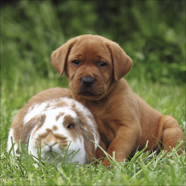 Weitere Ansicht: Tierfreundschaften - Familientimer 2027