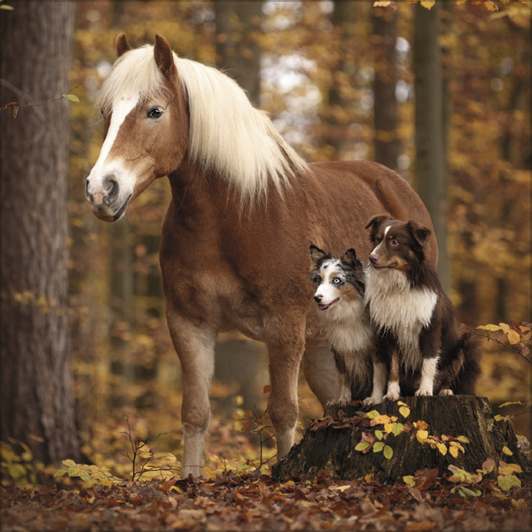 Weitere Ansicht: Tierfreundschaften - Familientimer 2027