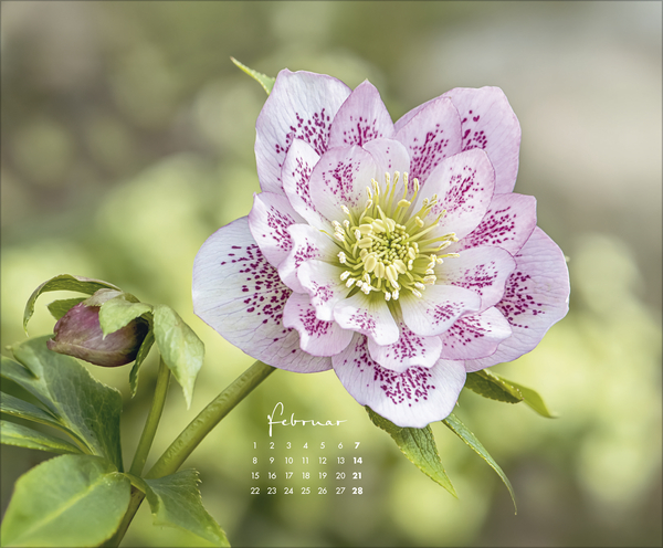 Weitere Ansicht: Floral Art 2027