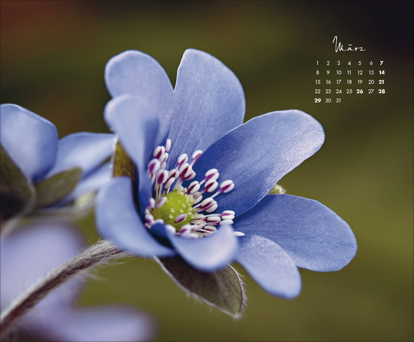 Weitere Ansicht: Floral Art 2027