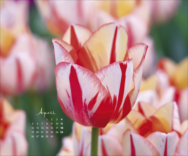 Weitere Ansicht: Floral Art 2027