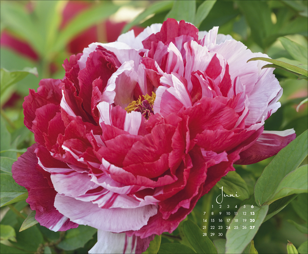 Weitere Ansicht: Floral Art 2027