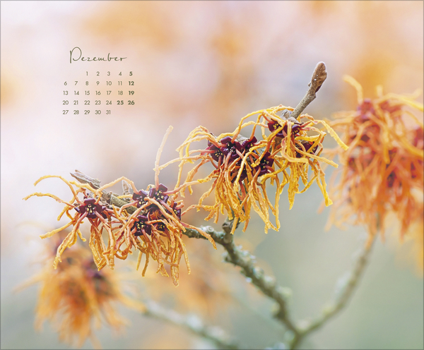 Weitere Ansicht: Floral Art 2027