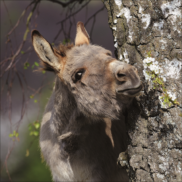 Weitere Ansicht: Esel 2027
