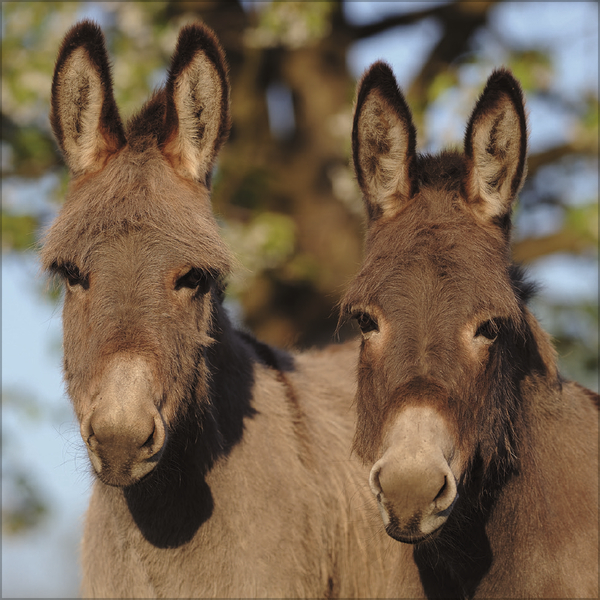 Weitere Ansicht: Esel 2027