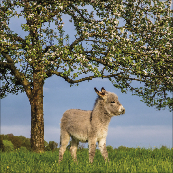 Weitere Ansicht: Esel 2027