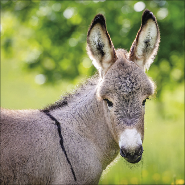 Weitere Ansicht: Esel 2027