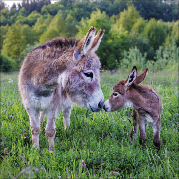 Weitere Ansicht: Esel 2027