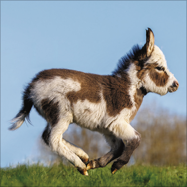 Weitere Ansicht: Esel 2027