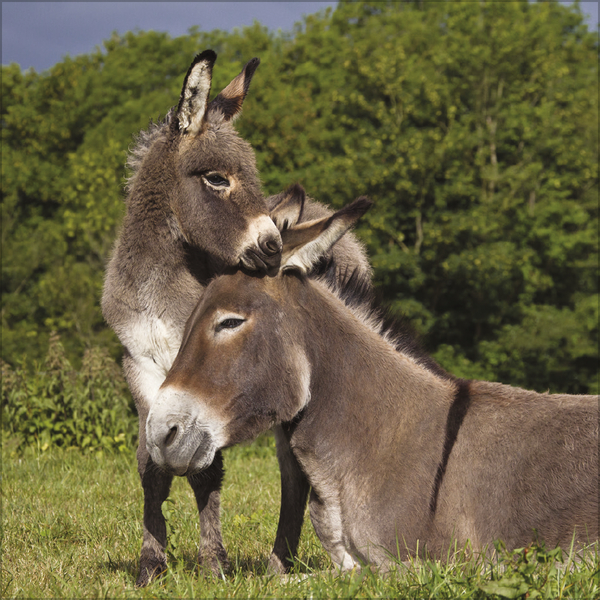 Weitere Ansicht: Esel 2027