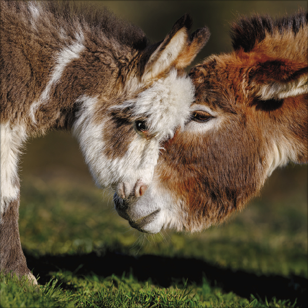 Weitere Ansicht: Esel 2027