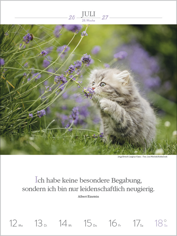 Weitere Ansicht: Literaturkalender Katzen 2027