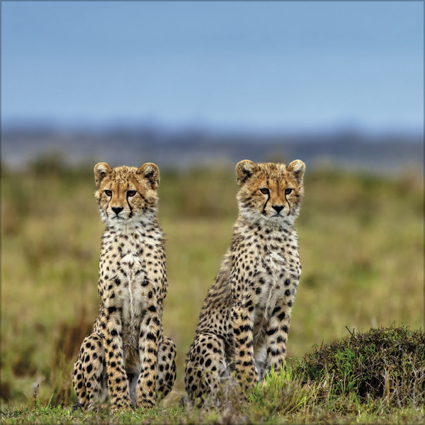 Weitere Ansicht: Big Cats 2027