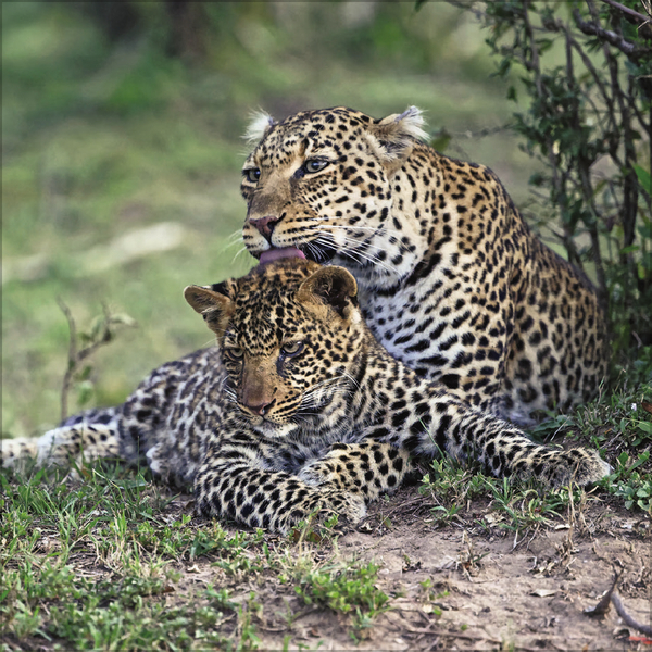 Weitere Ansicht: Big Cats 2027