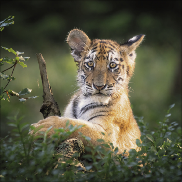 Weitere Ansicht: Big Cats 2027