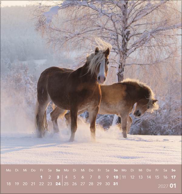 Weitere Ansicht: Traumpferde 2027