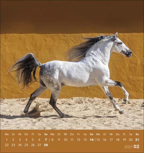 Weitere Ansicht: Traumpferde 2027