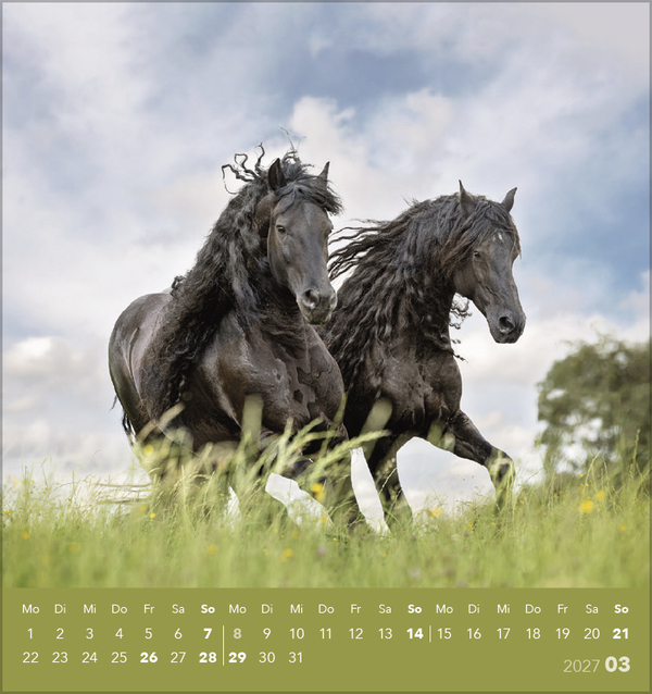 Weitere Ansicht: Traumpferde 2027