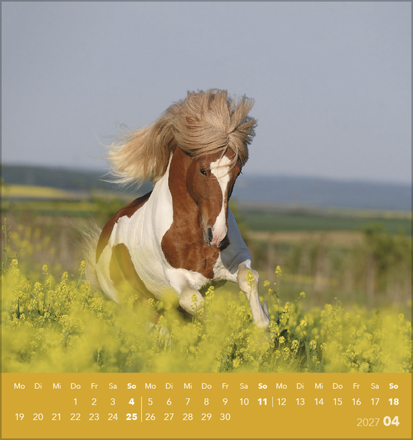 Weitere Ansicht: Traumpferde 2027