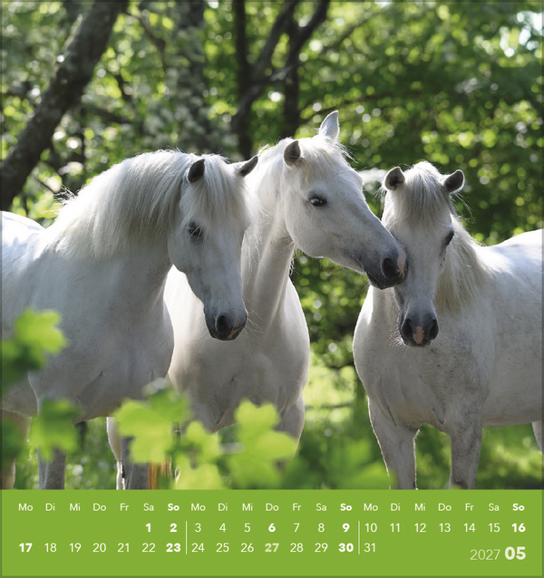 Weitere Ansicht: Traumpferde 2027