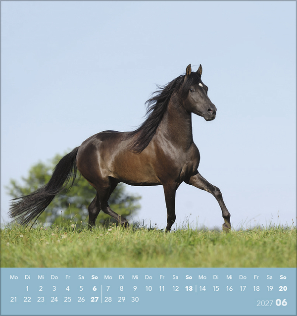 Weitere Ansicht: Traumpferde 2027
