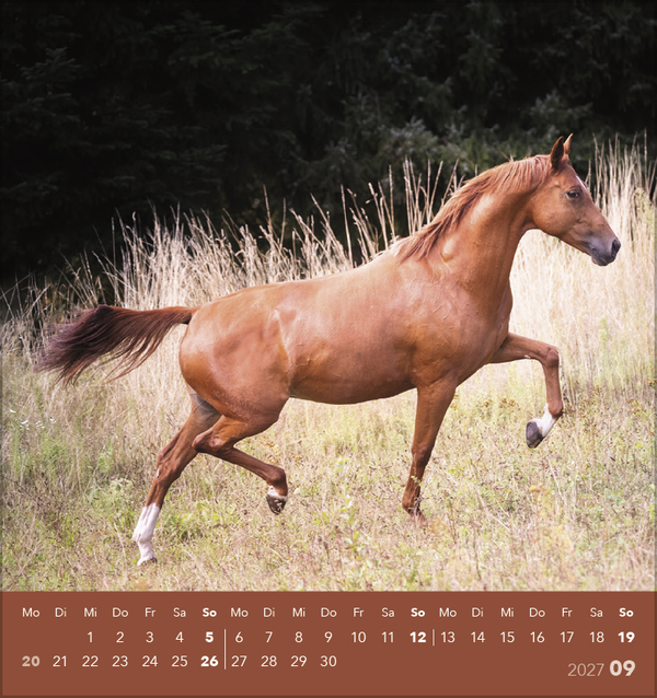 Weitere Ansicht: Traumpferde 2027